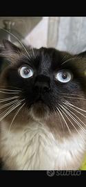 Ragdoll e siamese