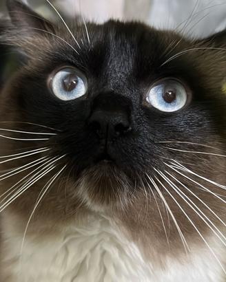 Ragdoll e siamese