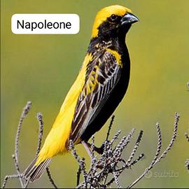 Tessitore napoleone uccelli esotici