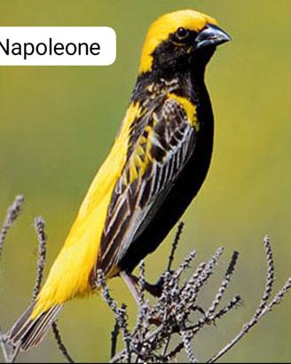 Tessitore napoleone uccelli esotici