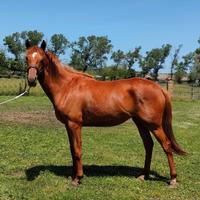 Cavalla anglo-arabo del 2021