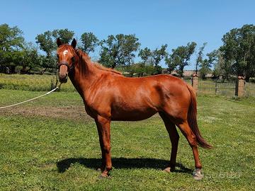 Cavalla anglo-arabo del 2021