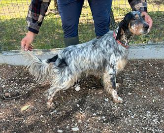 Setter inglese femmina