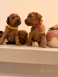 Barboncini fulvi Toy