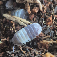 Colonia starter Cubaris Panda King