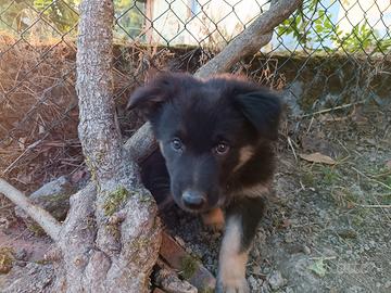 Cuccioli di Cane delle Alpi Apuane