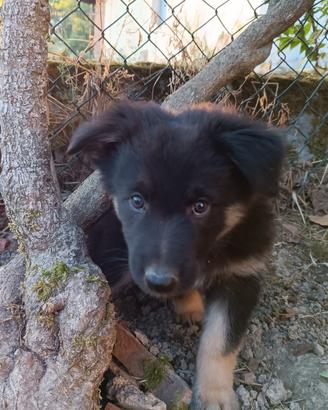 Cuccioli di Cane delle Alpi Apuane
