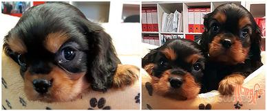 Cuccioli di CAVALIER KING CHARLES SPANIEL