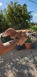 Pollastre di gallina ornamentale