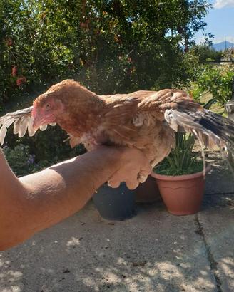 Pollastre di gallina ornamentale