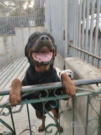 Rottweiler,e amstaff