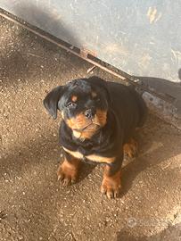 Cuccioli Rottweiler con Pedigree