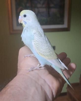 Cocorito allevato a mano