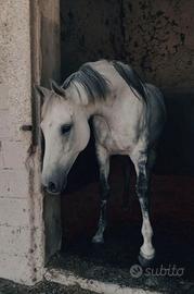 Cavalla di 10 anni