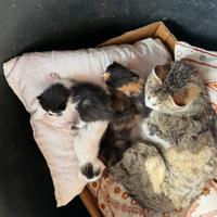 Gattini nati il 6 maggio