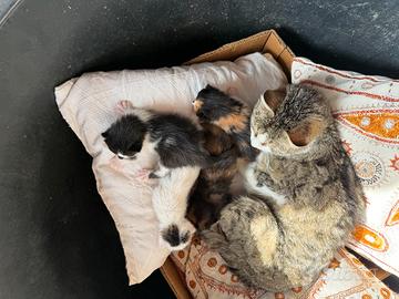 Gattini nati il 6 maggio