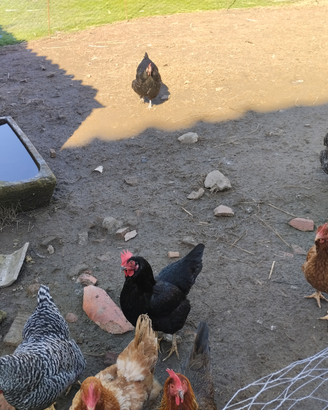 Galline ovaiole
