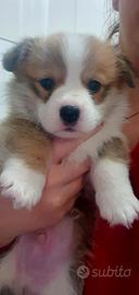 Cuccioli di welsh corgi pembroke