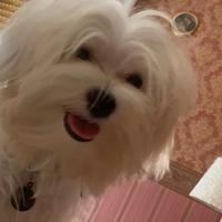 Maltese maschio disponibile per accoppiamento