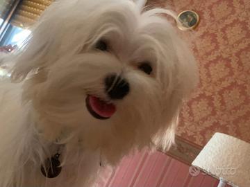 Maltese maschio disponibile per accoppiamento