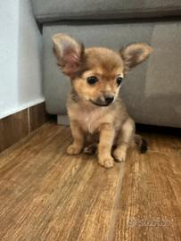 Cuccioli Chihuahua