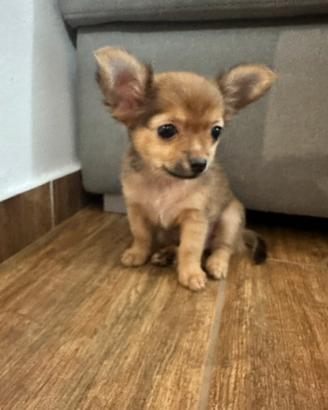 Cuccioli Chihuahua