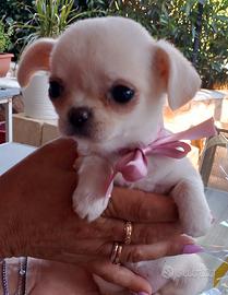 Cucciola Chiwawa