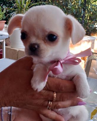 Cucciola Chiwawa