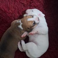 Cuccioli incrocio pitbull boxer