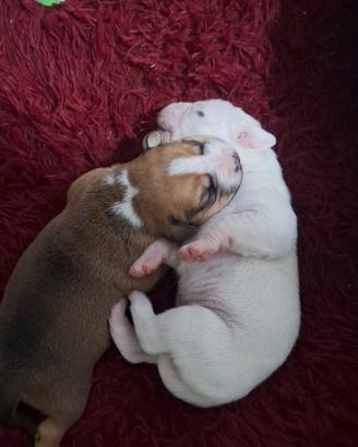 Cuccioli incrocio pitbull boxer