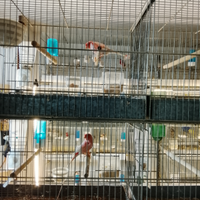 Canarini Arlecchino Portoghesi