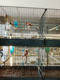 Canarini Arlecchino Portoghesi