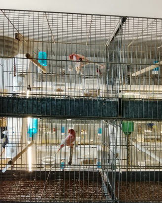 Canarini Arlecchino Portoghesi