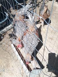 Gallo Legbar giovane