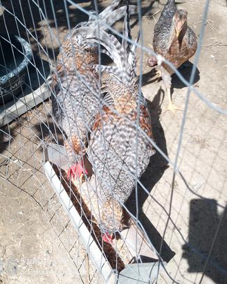 Gallo Legbar giovane