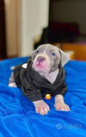 Cuccioli Pitbull disponibili - vaccinati,