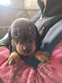 Cucciolo di bassotto