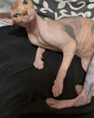 Animali