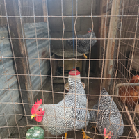 Galli galline pulcini