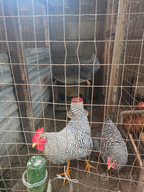 Galli galline pulcini