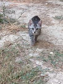 Gattini