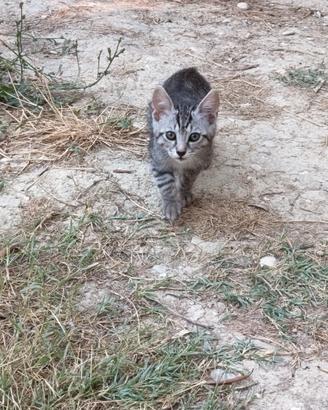 Gattini