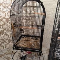 Calapsiti 2 da svezzare con tt la gabbia