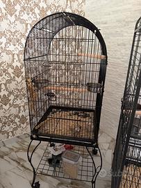 Calapsiti 2 da svezzare con tt la gabbia