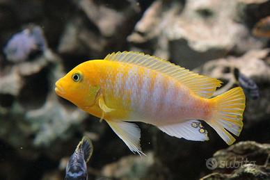 Ciclidi africani del lago malawi