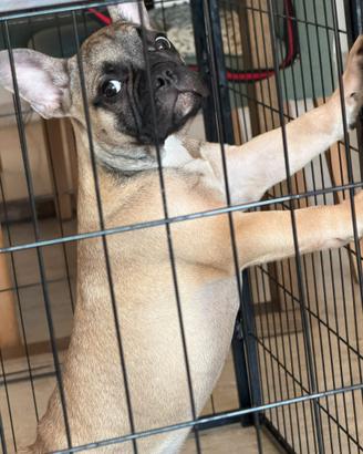 Bulldog francese