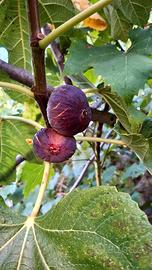 SICILIA BAGLIO MUTI(TP) 2 CASE RUSTICHE Vista MARE