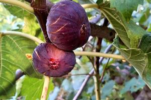 SICILIA BAGLIO MUTI(TP) 2 CASE RUSTICHE Vista MARE