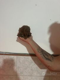 Peluche mini mini Toy