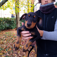 Un amore di dobermann